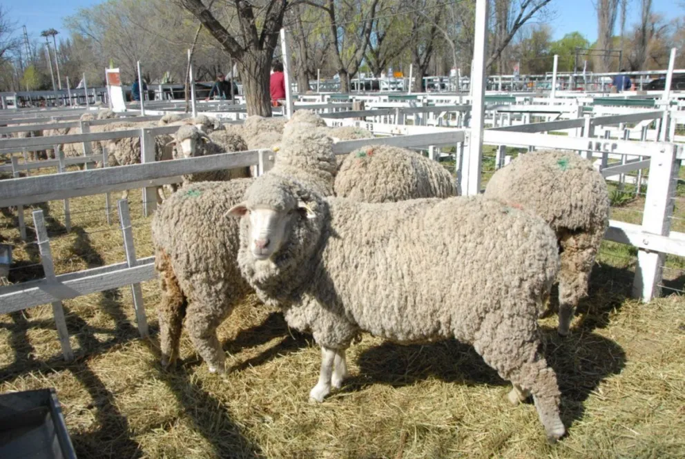 El diputado nacional Luis Di Giacomo garantizó la continuidad de la Ley Ovina