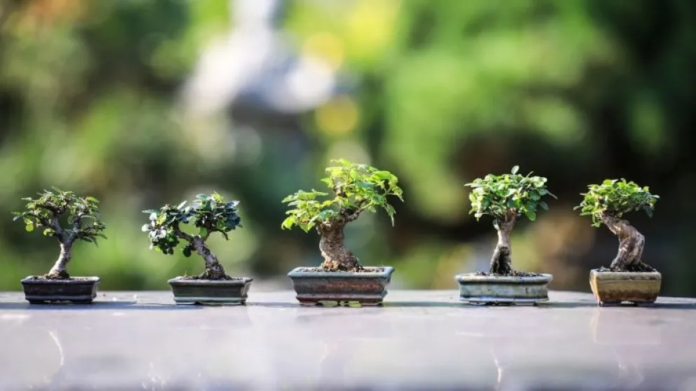 Conocé las plantas que atraen el dinero según el feng shui