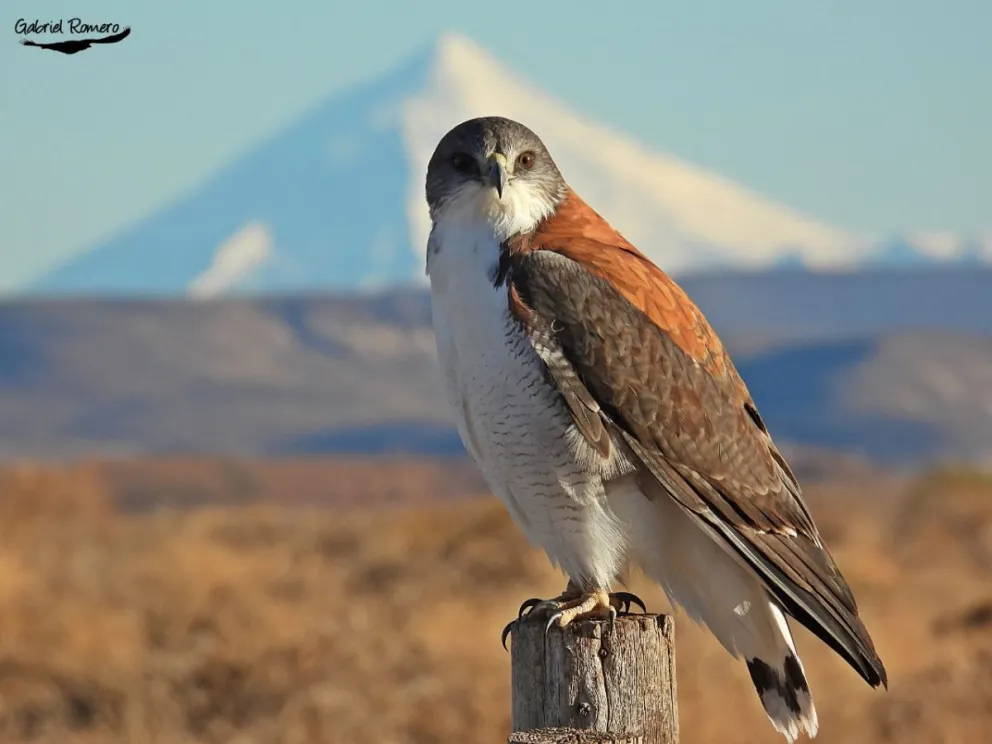Comenzó la Semana de Observación de Aves en Invierno en Patagonia