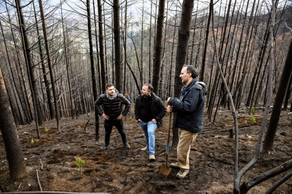 Comenzó la restauración de bosques en áreas afectadas por los incendios en la Comarca Andina