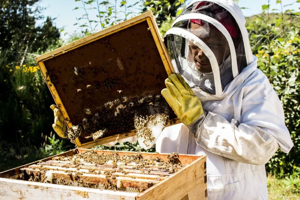 Comienza la nueva temporada de capacitaciones gratuitas en Iniciación Apícola