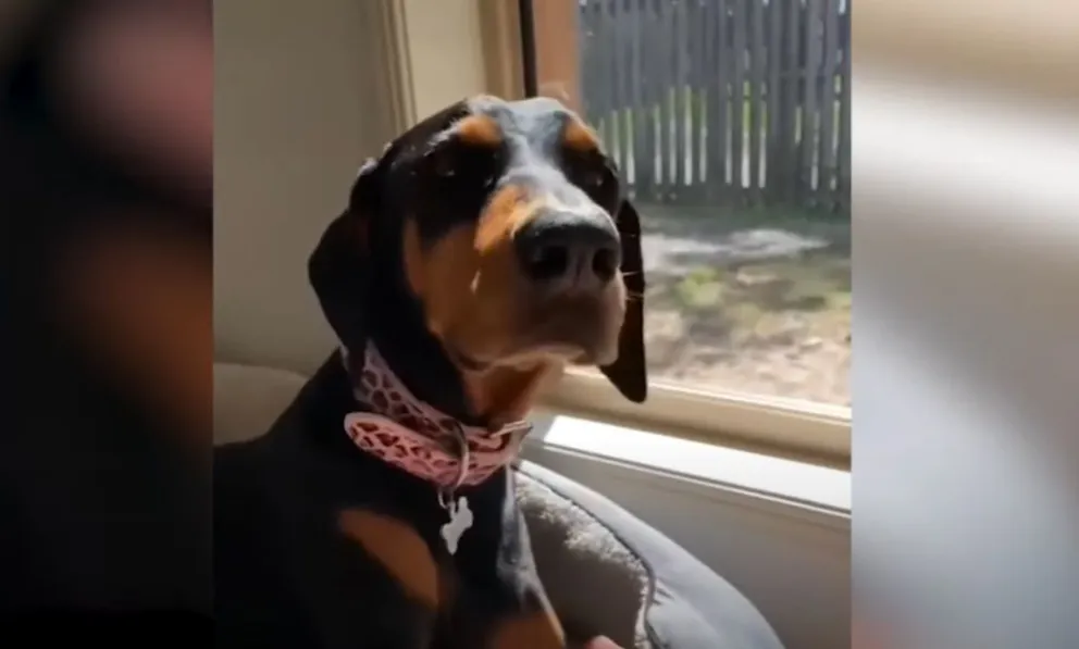 El tierno video de la perra que crió a cuatro pollitos durante nueve meses