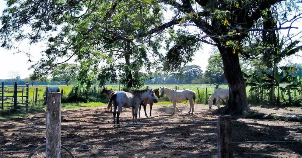 Como el caso de la yegua “Bonita”: Denuncian la sustracción y faena de un caballo