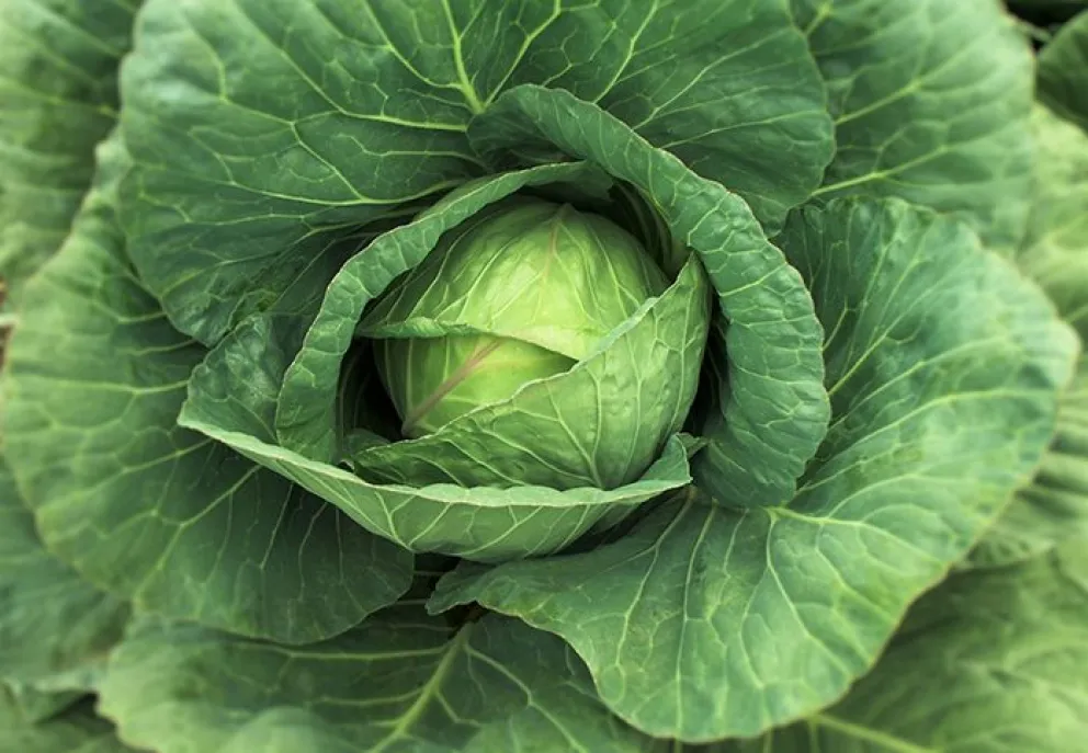 Descifran un factor de virulencia de un patógeno que causa pérdidas millonarias en el agro