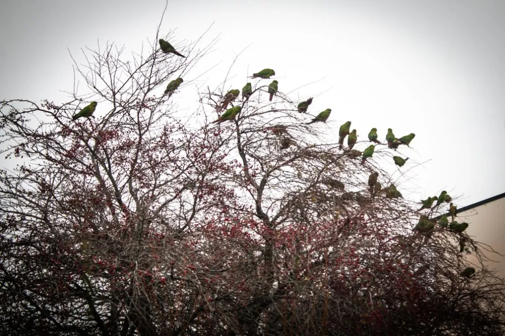 Amores de estudiantes