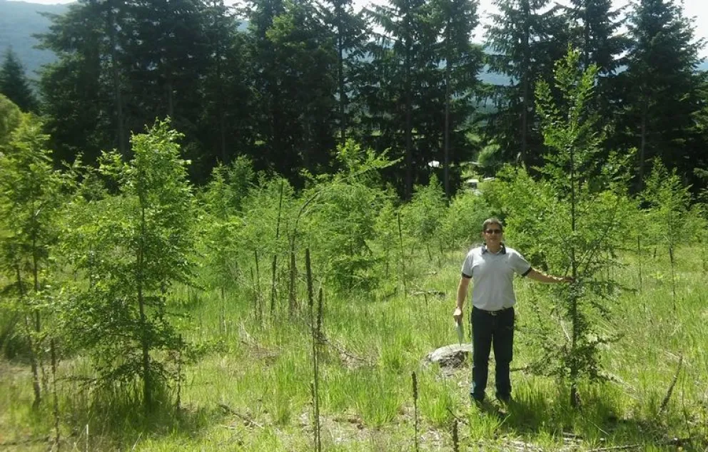 El INTA promueve la plantación de especies de forestales nativas en los bosques patagónicos