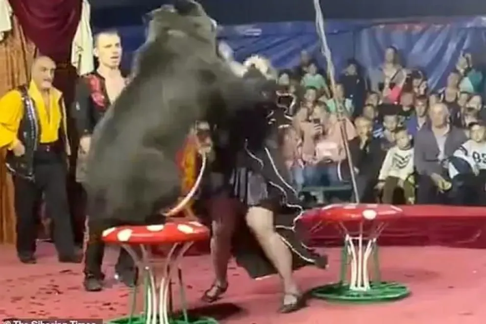 ¡Impresionante! Un oso atacó a su entrenadora en pleno show infantil