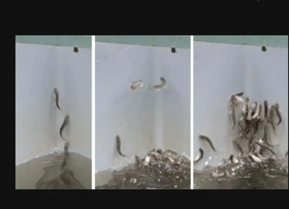 ¡Increíble! Salmones se "vuelven locos" luego de intoxicarse con cocaína