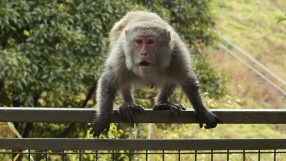 China confirmó la primera muerte a causa del "virus del mono B"