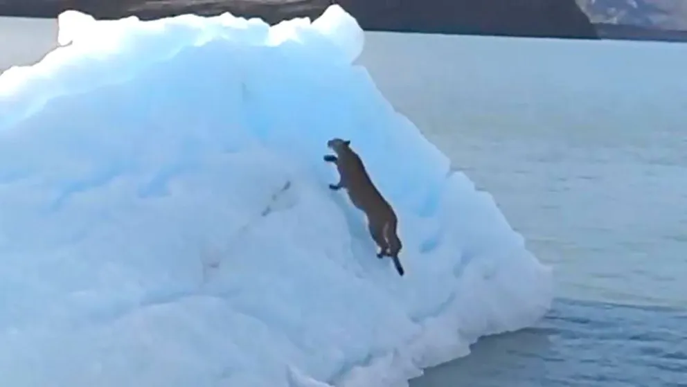 Video: Un puma quedó atrapado en un témpano del glaciar sobre el Lago Argentino