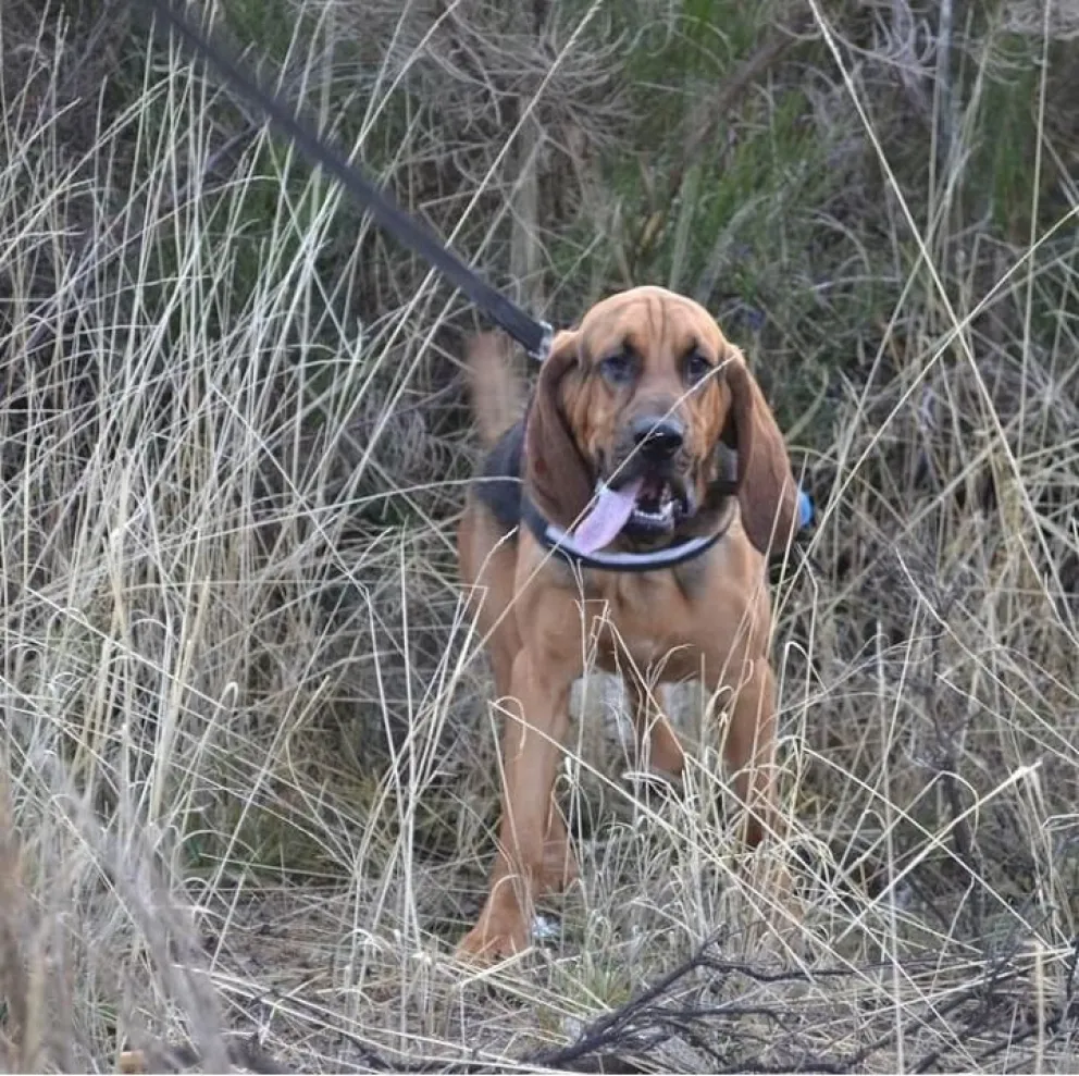 Asher será el primer perro rescatista de Bomberos Voluntarios Bariloche