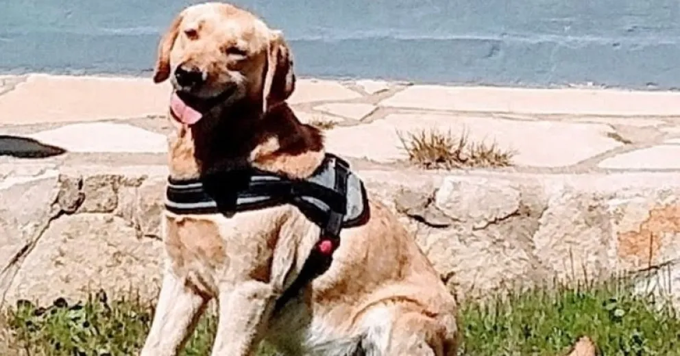 ¿Qué trabajo realizan los tres canes que acompañan a la policía?