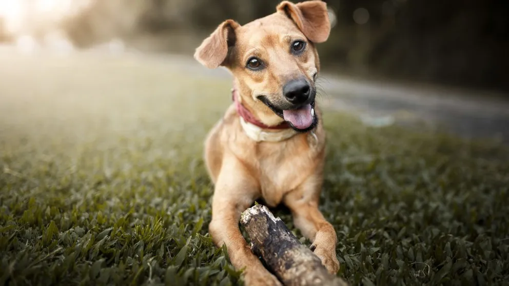 Día Mundial del Perro, para concientizar sobre el abandono de las mascotas